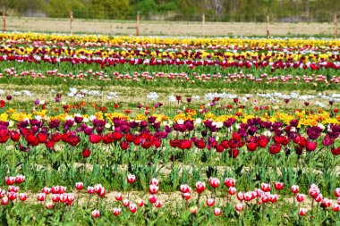 Tulipani ad Asciano, senese, Toscana