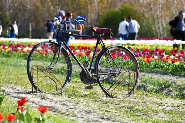 Tulipani ad Asciano, senese, Toscana