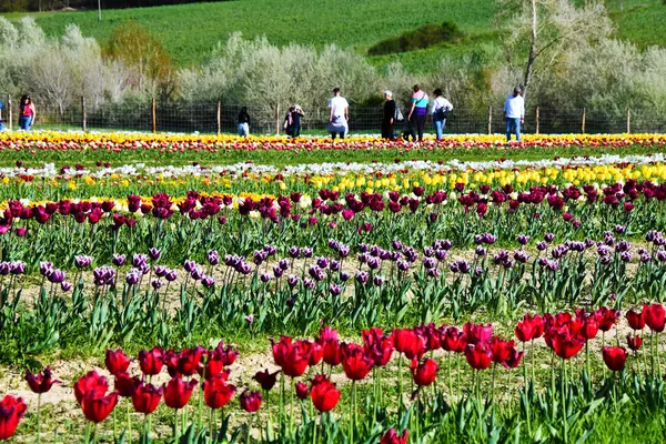 Tulipani ad Asciano, senese, Toscana