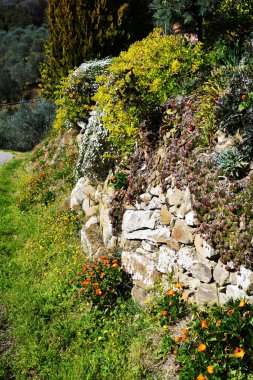 İtalya, Collina 'da Fiori sbocciati