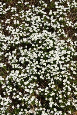 İtalya, Collina 'da Fiori sbocciati