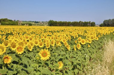 Bir kısrak di girasoli, Toscana