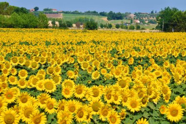 Bir kısrak di girasoli, Toscana