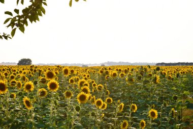 Bir kısrak di girasoli, Toscana