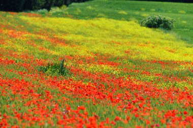 Armonie Campestri, Valdichiana, Toscana, İtalya