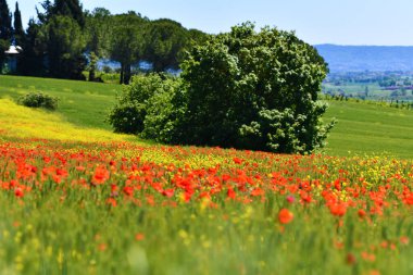 Armonie Campestri, Valdichiana, Toscana, İtalya