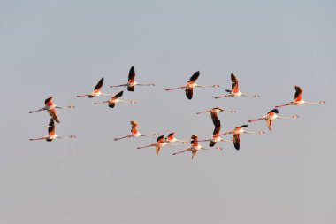 Fenicotteri sopra le saline di Cervia
