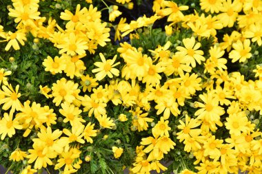 Fiori Colorati, Valdichiana, Toscana, İtalya