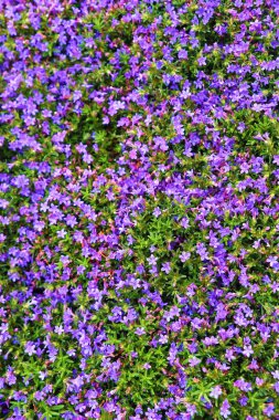 Fiori Colorati, Valdichiana, Toscana, İtalya