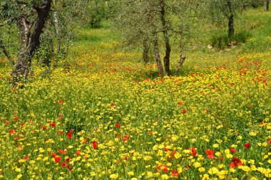 Toscana 'da Fioritura, güzel İtalya