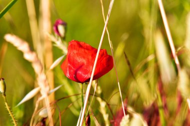Kırmızı gelincik, Toskana, güzel İtalya