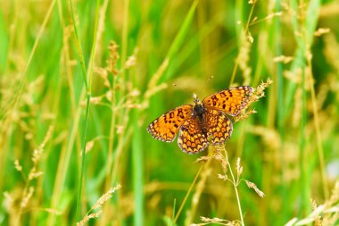 Renkli kelebek, Toskana, güzel İtalya