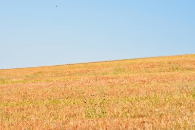 Sarı buğday tarlası, Toskana, İtalya