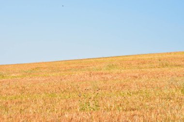 Sarı buğday tarlası, Toskana, İtalya