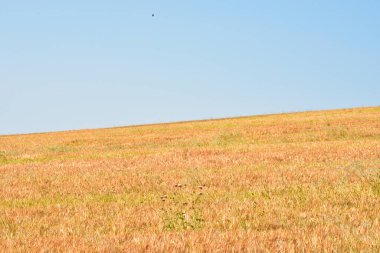 Sarı buğday tarlası, Toskana, İtalya