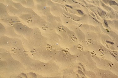 Footprints left in the sand...