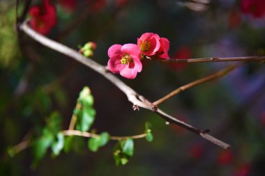 İtalya 'da küçük çiçekler açmaya başlar.