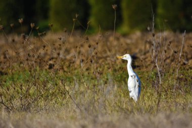 Yalnız bir balıkçıl, sessiz bir gece nöbeti