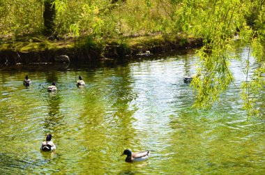 Clitunno Springs, Umbria, İtalya