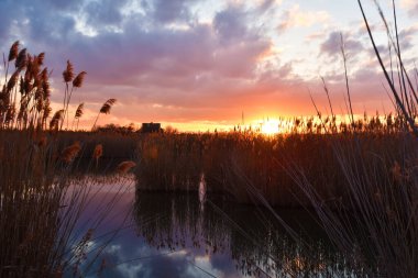 Sazlıkların arasında şiirsel günbatımı