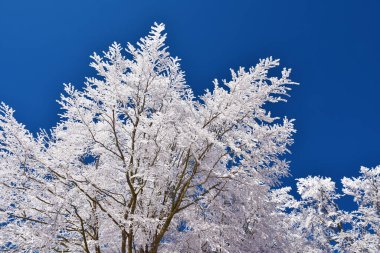 Kış beyazlığı, Monte Amiata, Toskana