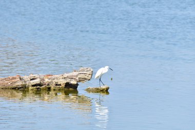 Barışın hüküm sürdüğü Comacchio vadileri...