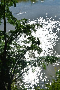 Sudaki ışık incileri