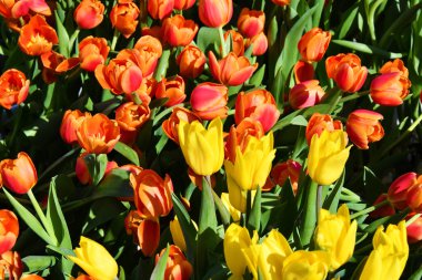 Castiglione del Lago 'da güzel laleler