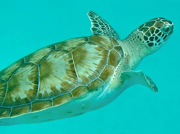Su altında yüzen bir deniz kaplumbağası.