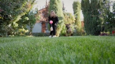 Oyuncu Alman boksör köpek yavrusu küçük topu kovalıyor, köpek kameraya doğru ağır çekimde koşuyor ve bir oyuncak yakalıyor, sahibiyle oynuyor.