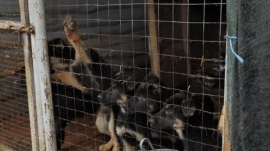 Barınaktaki sevimli ve komik Alman köpek yavruları açık hava kafesinde oturmuş yeni ailelerini bekliyorlar. Safkan köpekler yetiştiriyor.