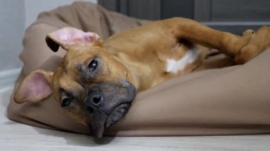 Genç komik Alman boksör köpeği uykuya dalıyor ve uzun kulaklı yorgun köpek koltuğun üzerinde dinleniyor.