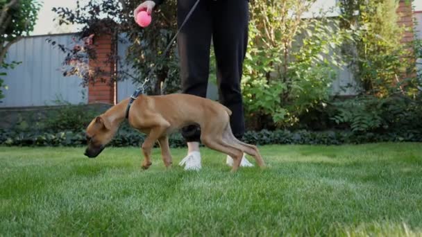 德国拳击手的幼犬 主人的狗 在后院绿草上散步 — 图库视频影像