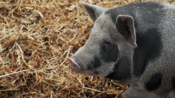 養豚場の大きな太ったイノシシがカメラを見ている 豚肉の栽培 — ストック動画