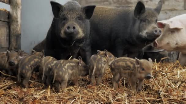 Little Cute Newborn Vietnamese Piglets Mother Pigs Farm Heap Straw — Stock Video