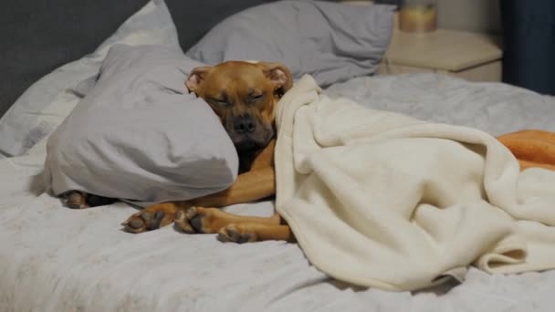 懒洋洋的可爱小狗睡在毯子下的床上 德国拳击手睡在枕头上 晚上休息 — 图库视频影像