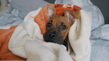 Yatak odasındaki battaniyeye sarılı, yatağa uzanmış, kameraya bakan komik Alman boksör köpeği. 