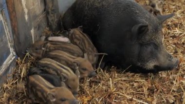 Küçük şirin yeni doğmuş Vietnamlı domuzcuklar anne domuzlarının yanında saman yığınında, serbest alanda ve büyüyen ekolojik et yığınında.