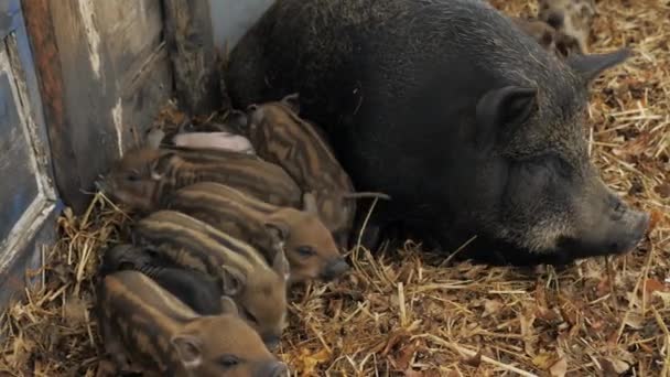 小可爱的新生越南小猪在他们的母猪旁边 在农场里堆放稻草 放养着自由放养的小猪和生长着的生态肉 — 图库视频影像