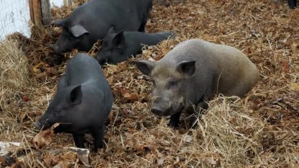 养猪场上的一头大肥猪看着摄像机 种植猪肉 — 图库视频影像