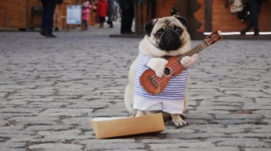 Şehir sokaklarında gitar çalarak sevimli komik pug kazancı, yavaş çekimde yakın plan portre, müzisyen kostümlü köpek