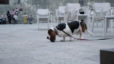 Tasmalı bir tazı katlanır sandalyelerin yanındaki bir meydanda duruyor. Taş merdivenler ve arka plandaki insanlar.. 