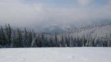 Karla kaplı dağların ve sisli havada yoğun çam ağaçlarının güzel kış manzarası. Soğuk doğa ve huzur dolu vahşi doğanın manzarası.. 