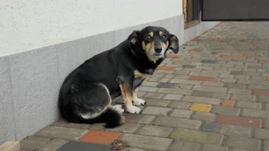 Evin duvarındaki kaldırım taşlarının üzerinde oturan melez siyah ve kahverengi bir köpek. Terk edilmiş hayvan, evlat edinme ve hayvan barınağı kavramı. Yüksek kalite 4k görüntü