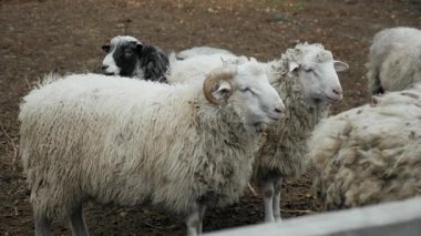 Çiftlik muhafazasında yerde duran kalın yünlü bir koyun sürüsü. Tarım, çiftlik hayvanları ve kırsal konsept. Yüksek kalite 4k görüntü