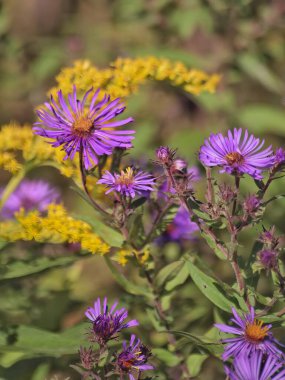 farklı güzel çiçekler, her renkten farklı türler her şey için ve tablolar veya arka planlar için.