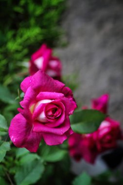 farklı güzel çiçekler, her renkten farklı türler her şey için ve tablolar veya arka planlar için.