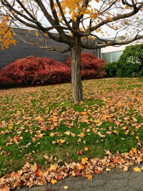 Ağaçlı ve yeşil yapraklı güzel sonbahar manzarası