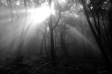 Ormandaki bir ağacın siyah beyaz fotoğrafı.