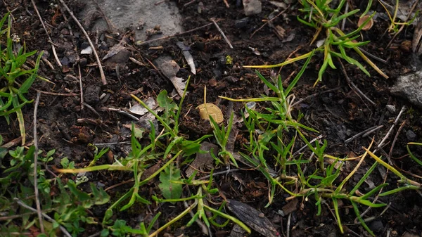 stock image  a gold coin lies on a grassy lawn                    